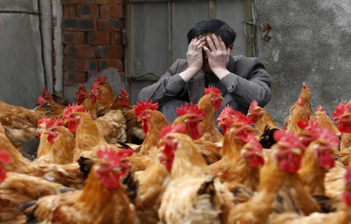 أوروبا تسجل أسوأ أزمة إنفلونزا طيور على الإطلاق