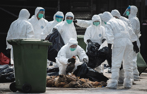 وزارة الزراعة الفرنسية إعدام مليون طائر بسبب تفشي انفلونزا الطيور