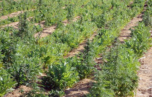 ضبط نصف فدان مزروع بنبات البانجو بأرض زراعية ملك عامل بالغربية 