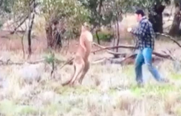 ربع مليون مشاهدة لفيديو يوثق معركة في الغابة بين رجل ضد كنغر دفاعًا عن كلب