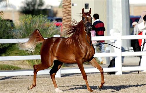 اختتام مهرجان الكويت لجمال الخيول العربية بمشاركة مصرية 