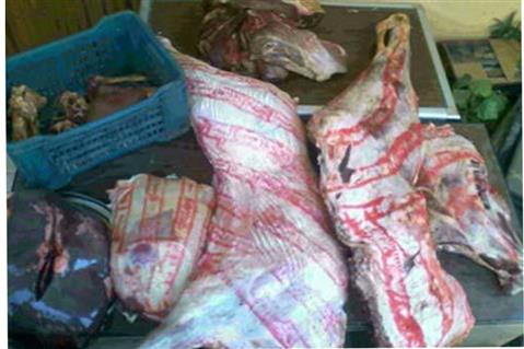 ضبط جزار يبيع اللحوم البلدية المذبوحة خارج السلخانة بالإسماعيلية