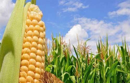 وزير الزراعة زيادة بنسبة ١٠٠٪‏ على سعر توريد الذرة الصفراء هذا العام