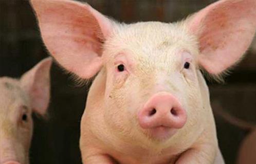 وزارة الزراعة الصينية احتواء حمى الخنازير مشكلة معقدة وخطيرة