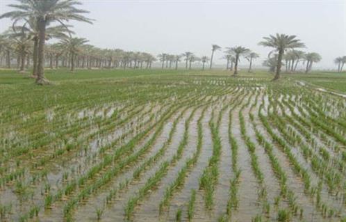 مدير «مستقبل مصر زراعة أنواع أرز جديدة توفر مياه الري