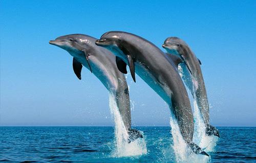 لها طباع خاصة تعرف على كيفية التعامل مع دلافين البحر الأحمر 