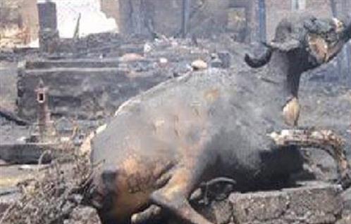نفوق 3 رؤوس ماشية فى حريق بخمس حظائر في المنوفية - بوابة الأهرام