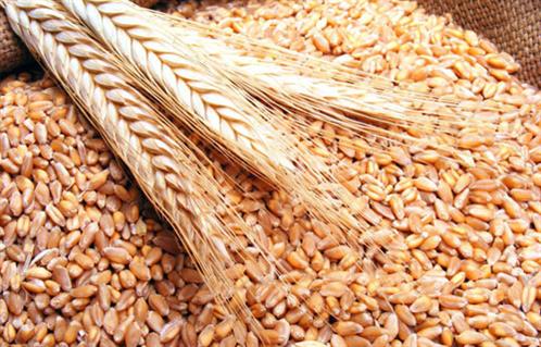 النواب يحيل أزمة القمح إلي لجنة الزراعة والتنبيه على حضور وزير التموين