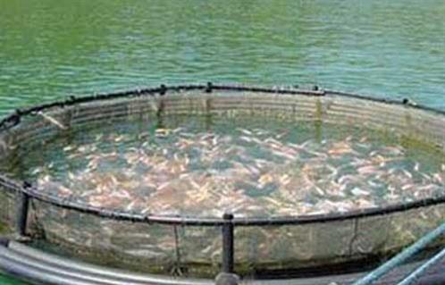ضبط  مخالفات لتعديات على الثروة السمكية ببحيرة مريوط في الإسكندرية