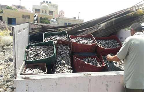 ضبط سائق يحمل  شيكارة زريعة غير مصرح بصيدها في كفر الشيخ