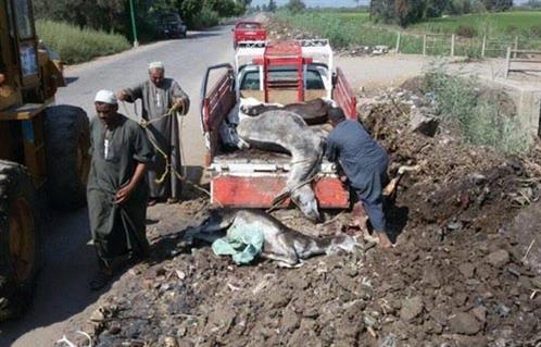 بالصور ضبط  حمير حية ومذبوحة داخل سيارة نقل في قطور بالغربية