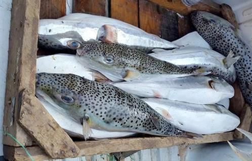 ضبط 15 كيلو من سمك الأرنب السام في دمياط الجديدة - بوابة الأهرام