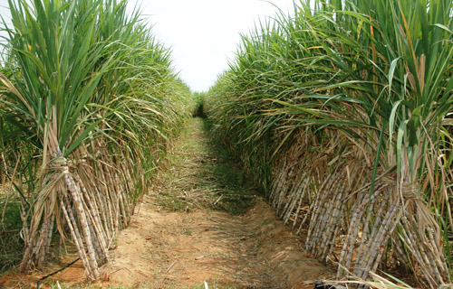 مجلس الوزراء ينفي توقف زراعة قصب السكر بمحافظتي الأقصر وأسوان