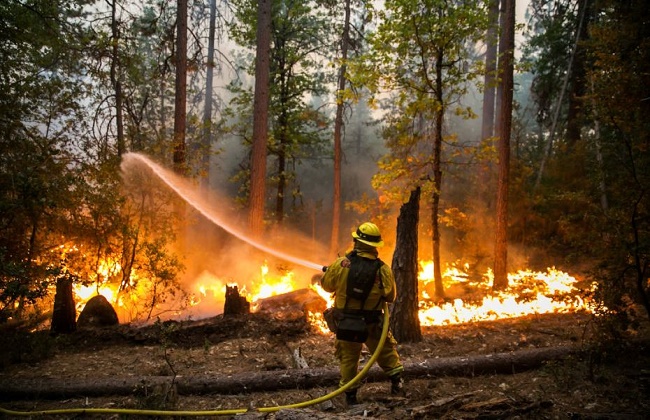 حرائق الغابات تأتي على أكثر من  هكتار في سيدني