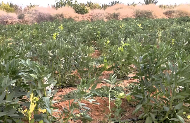 زراعة الفيوم تحتفل بيوم حصاد تحميل فول الصويا على الذرة الشامية في حقول إرشادية