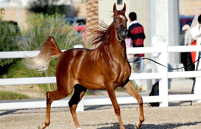  رأسا من الخيول تشارك في بطولة العرب لجمال الخيل بالرياض
