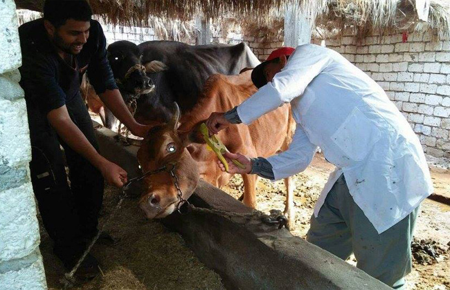 بيطري الأقصر يعلن حصاد العام حملات ضد الحمى القلاعية وتحصين  ملايين طائر 