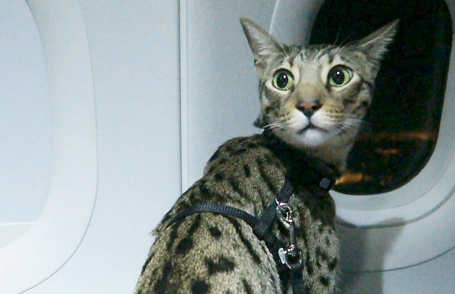 قطة داخل قمرة قيادة طائرة باكستانية تثير حالة الاستنفار الأمني
