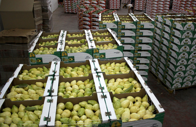 رفع الحظر البحريني على الجوافة المصرية الطازجة