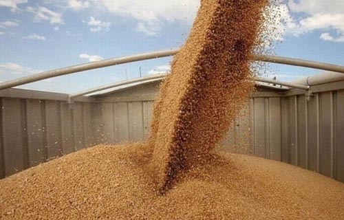 ;تموين الفيوم; توريد  ألف طن من محصول القمح منذ بداية الموسم