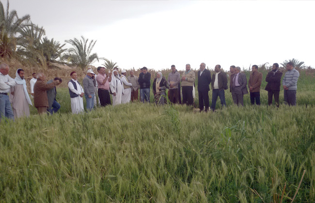 زراعة الغربية ارتفاع نسبة زراعة القمح للموسم الجديد إلى  ألف فدان