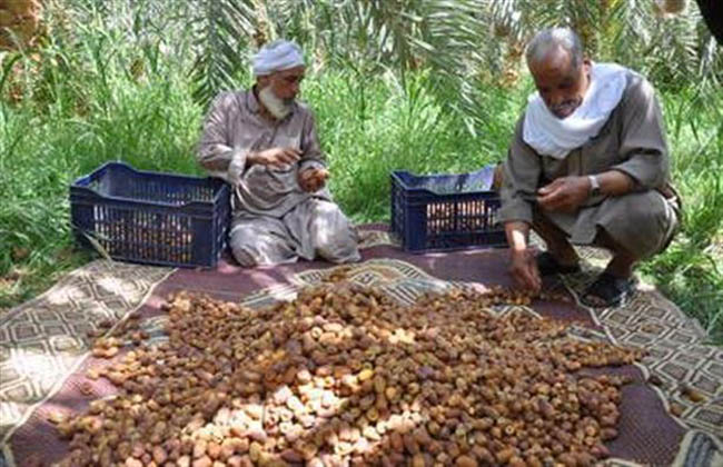 تمور واحة سيوة في معرض أبو ظبي بمشاركة أربعة مصانع