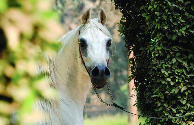 الخيول العربية.. أصالة وجمال ورشاقة | صور - بوابة الأهرام