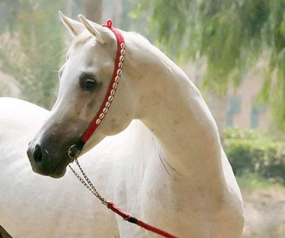 الخيول العربية.. أصالة وجمال ورشاقة | صور - بوابة الأهرام