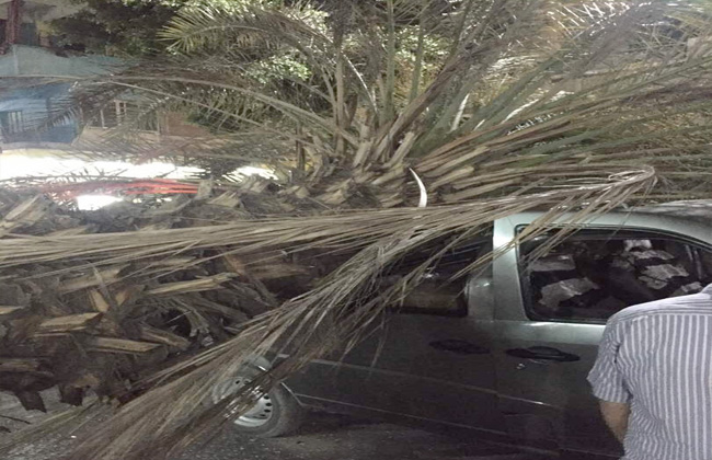 سقوط شجرة على سيارتين يتسبب في كثافات مرورية بالوايلى | صور