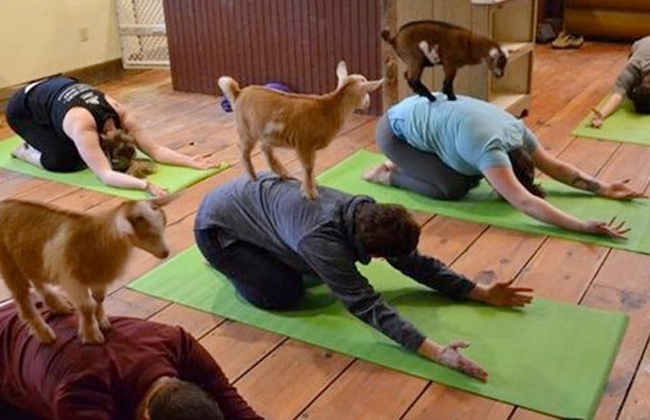 الشباب الأمريكي يمارس رياضة اليوجا باستخدام الماعز