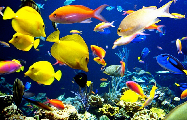 رائحة الجمبري السبب .. العلماء يكتشفون سر تناول الأسماك للبلاستيك في