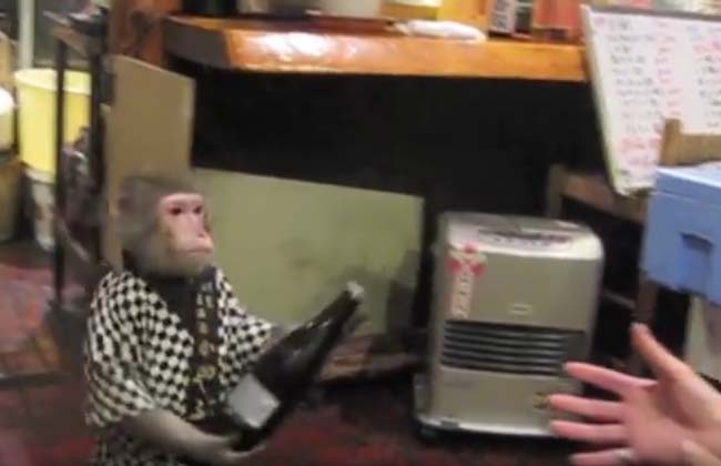 القرود «جرسونات» في مطعم باليابان.. والبقشيش «موز» 19_2017-636380615444334181-433