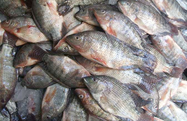 أسعار الأسماك في السوق اليوم الأحد 3 مارس 2024.. البلطي الكبير بـ85 جنيها 
