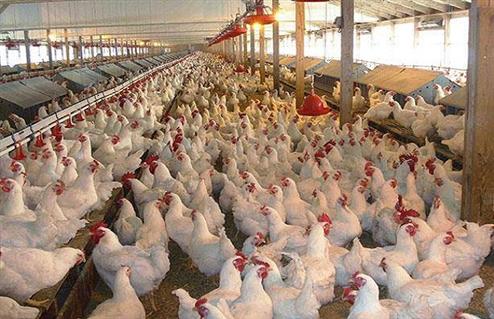 بيطرى القليوبية المحافظة تنتج  مليون دجاجة و مليار بيضة سنويًا