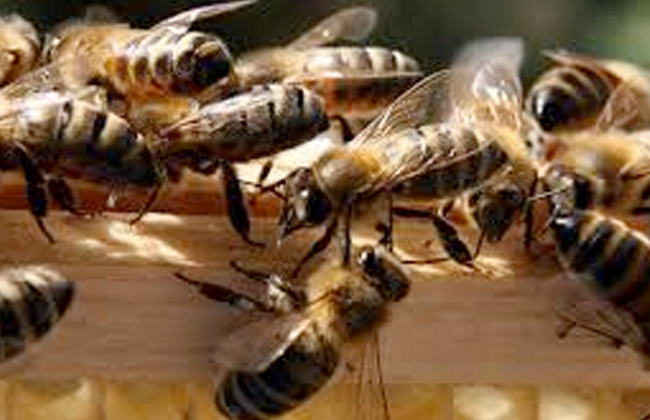 أبو الحسن يستخدم سم النحل في أغراض علاجية