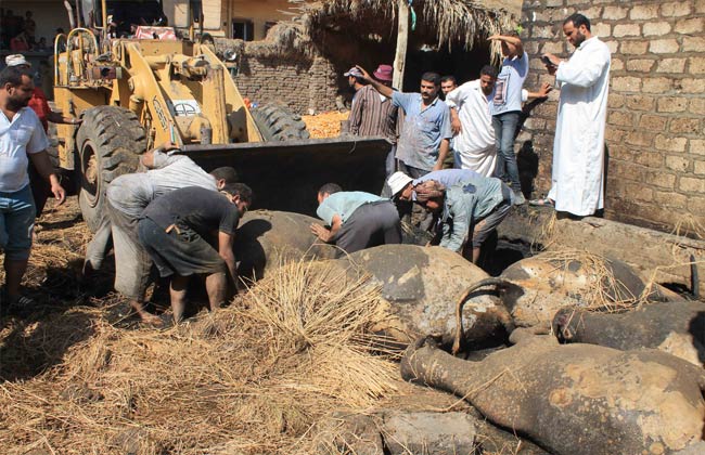 حريق بمزرعة في الدقهلية يقضى على  مواشٍ وطيور ومحاصيل زراعية وسيارة |صور