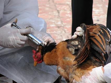 مدير الطب البيطري بأسوان تحصين  ألفا و طائر ضد مرض إنفلونزا الطيور