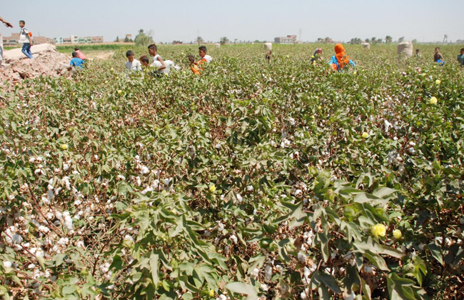 عبد المنعم البنا وزير الزراعة واستصلاح الأراضي