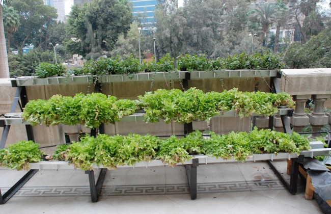 الزراعة تتبني نموذجا بيئيا مبتكرا لزراعة الأسطح بالشرفة الرئيسية فى الديوان العام 