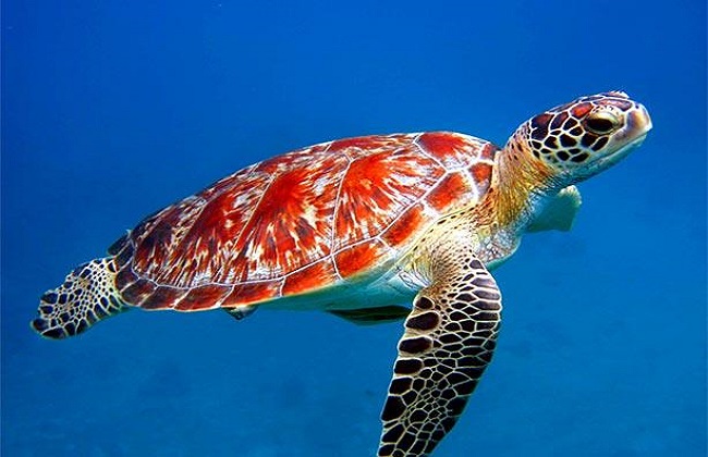 مؤتمر الأمم المتحدة للتنوع البيولوجي يناقش حماية السلاحف البحرية بلبنان