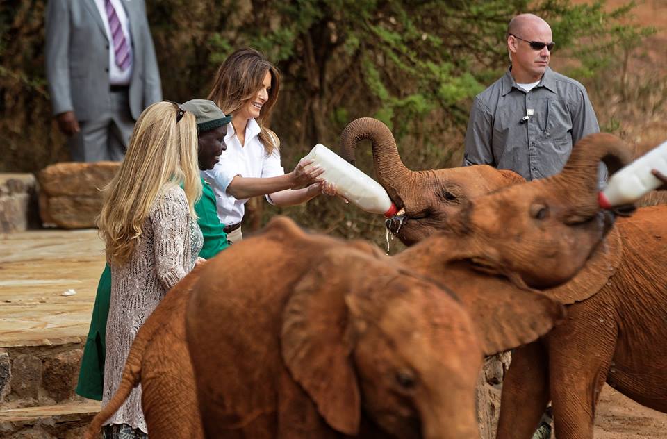 ميلانيا ترامب تشارك فى إرضاع الفيلة الأيتام فى كينيا |صور 