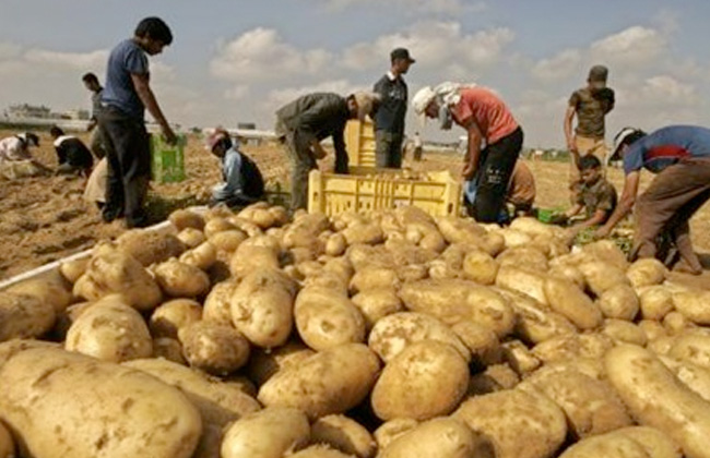 ارتفاع صادرات مصر الزراعية لأكثر من  ملايين طن