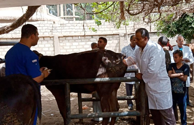 «الزراعة تطلق قافلة بيطرية مجانية بقرى محافظة دمياط