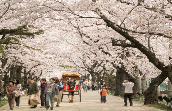 اليابانيون يحتفلون بمرور قرن على مهرجان أزهار الكرز