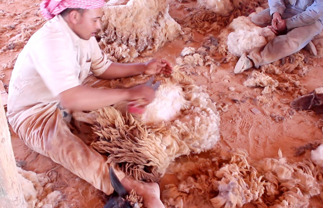 الجلامةالصراعالفكاكالقذّارة مهام أبناء مطروح لجز صوف الأغنام تعرف عليها | صور