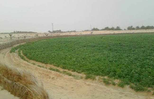 مسئول الجزائر تلغي خطة لطرح أراض زراعية على المستثمرين الأجانب