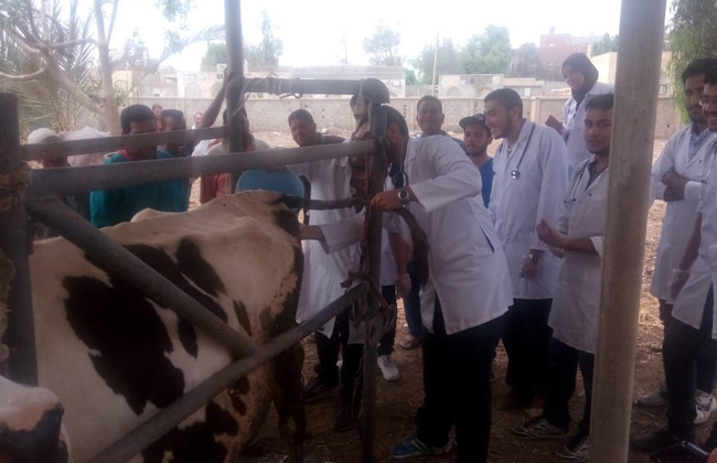 مديرية الطب البيطري بدمياط  تنظم قوافل لتحصين الماشية | صور