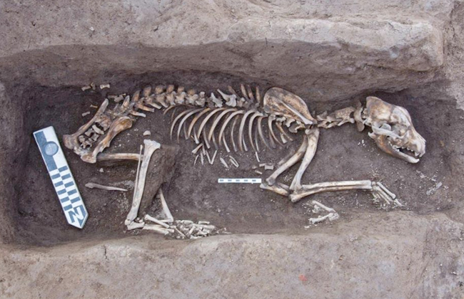 بعثة الآثار تعثر على دفنات آدمية وحيوانية من عصور ما قبل الأسرات بالدقهلية| صور 