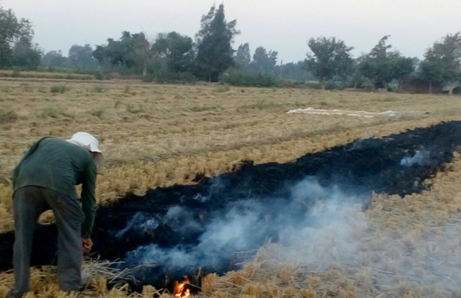تراجع محاضر حرق قش الأرز بكفرالشيخ عن العام الماضي | صور 