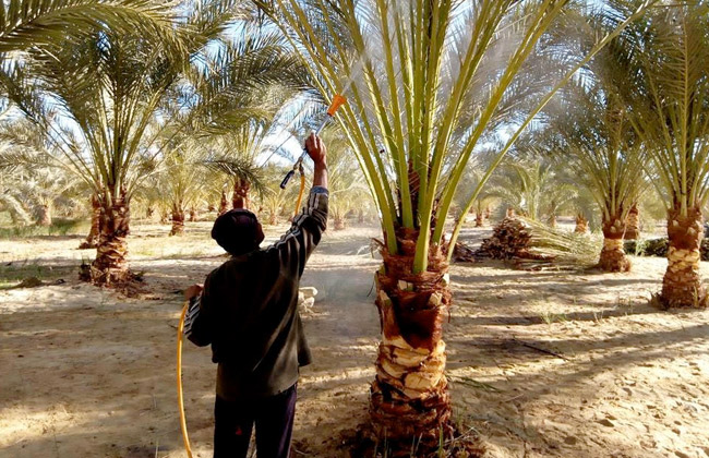 محافظ مطروح دعم حملة مكافحة سوسة النخيل بسيوة بنصف ثمن المبيدات | صور